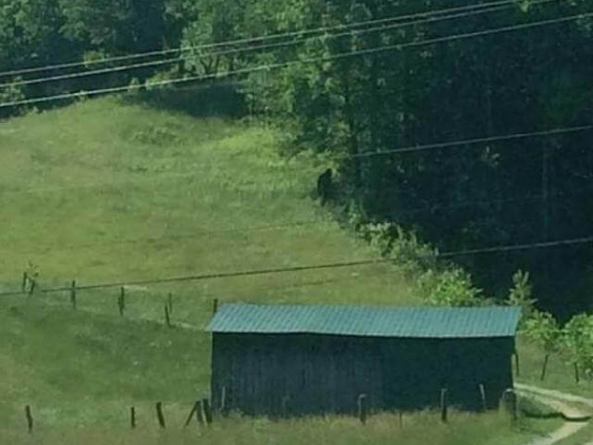 A green garden featuring a shed and trees. Close to the trees there seems to be an ape like figure